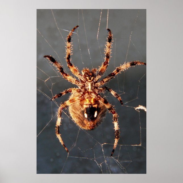 Affiche Orb Weaver Spider (Devant)