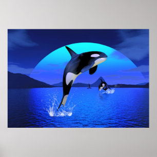 Affiche Orca 1