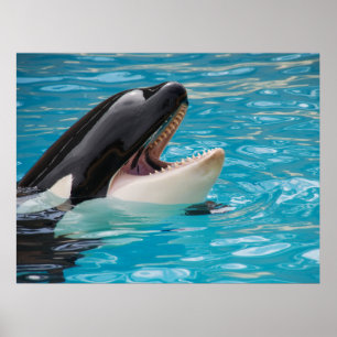 Affiche Orca, Baleine tueuse