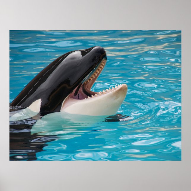 Affiche Orca, Baleine tueuse (Devant)