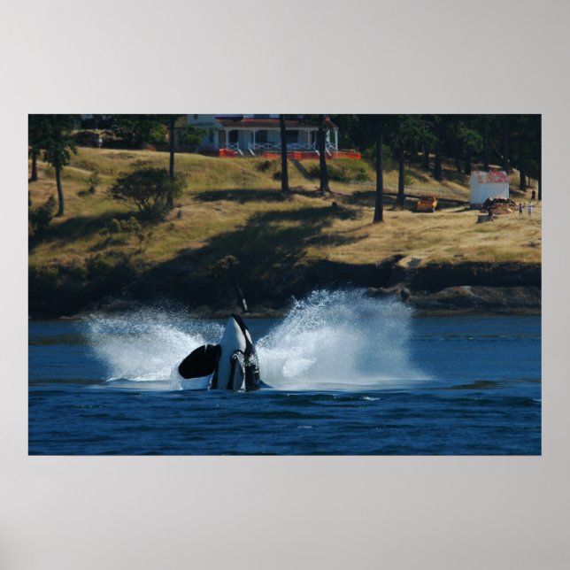 Affiche Orca Dans les îles San Juan (Devant)
