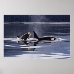 Affiche Orca (homonymie)   Whales Breaching