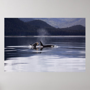 Affiche Orca (homonymie)   Whales Breaching