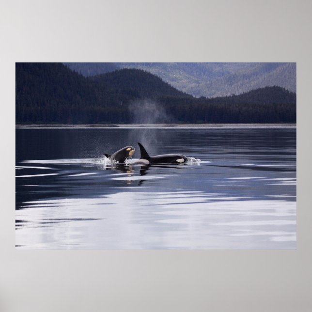 Affiche Orca (homonymie) | Whales Breaching (Devant)