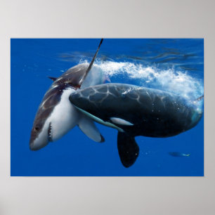 Affiche Orca hunting great white shark