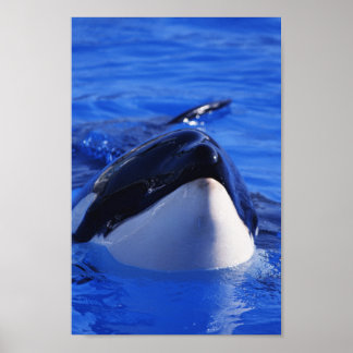 Affiche Orca Killer Whale