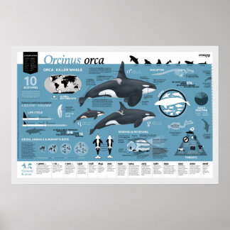 Affiche orcagraphique - Édition française