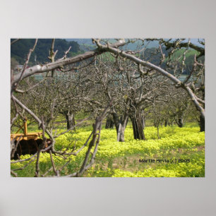 Affiche Orchard de Watsonville