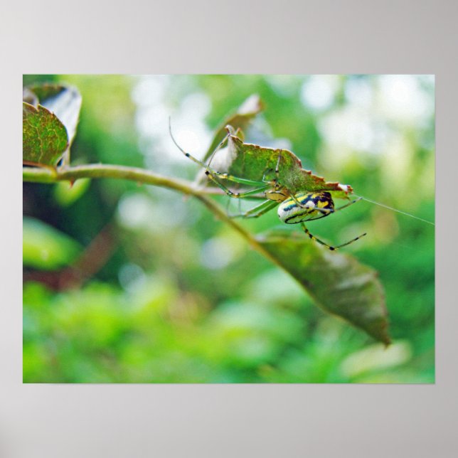 Affiche Orchard Orbweaver Spider - Leucauge venusta (Devant)