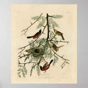 Affiche Orchard Oriole des Oiseaux d'Amérique d'Audubon