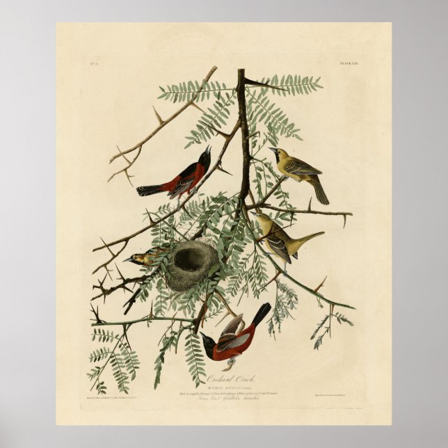 Affiche Orchard Oriole des Oiseaux d'Amérique d'Audubon (Devant)