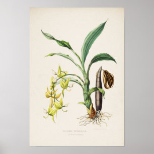 Affiche Orchid Cycnoches ventricosum Imprimer par Bateman