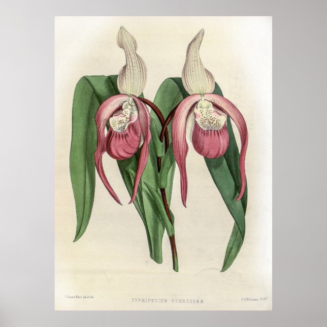 Affiche Orchid de Cypripedium Schroderae (Devant)