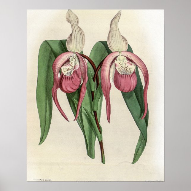 Affiche Orchid de Cypripedium Schroderae (Devant)