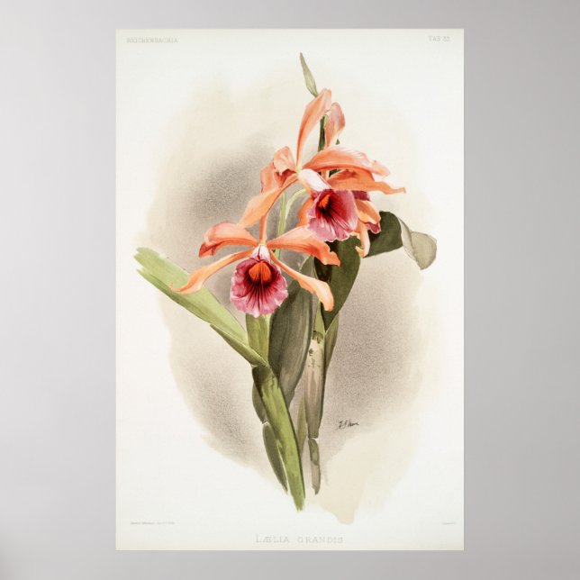 Affiche Orchid illustré (Devant)