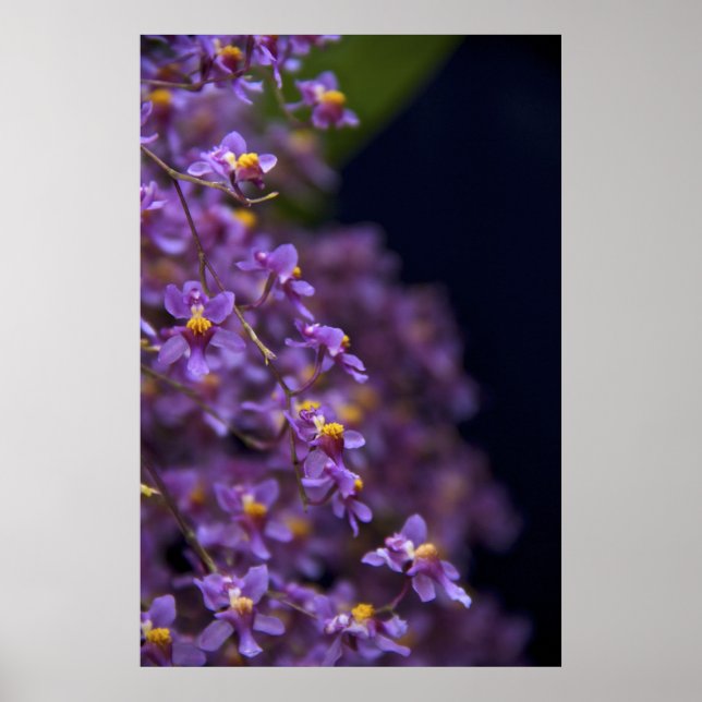 Affiche Orchid Oncidium Twinkle (Devant)