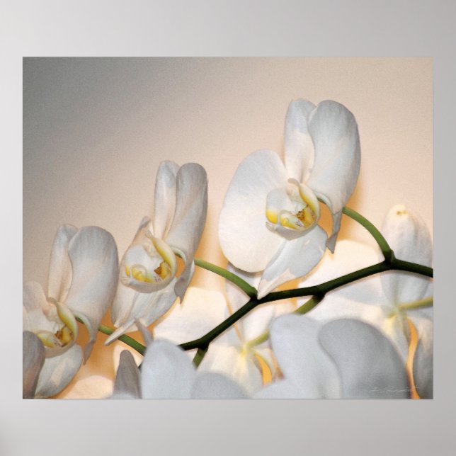 Affiche Orchid Phalae Sogo Art Imprimer -24x20 -ou plus pe (Devant)
