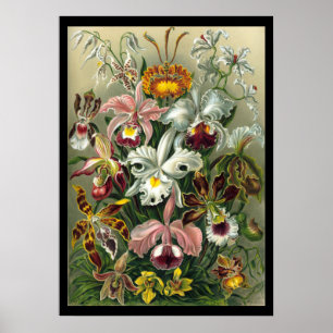 Affiche "Orchidae" par Ernst Haeckel
