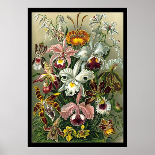 Affiche "Orchidae" par Ernst Haeckel (Devant)