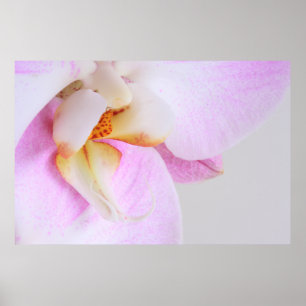 Affiche Orchidée