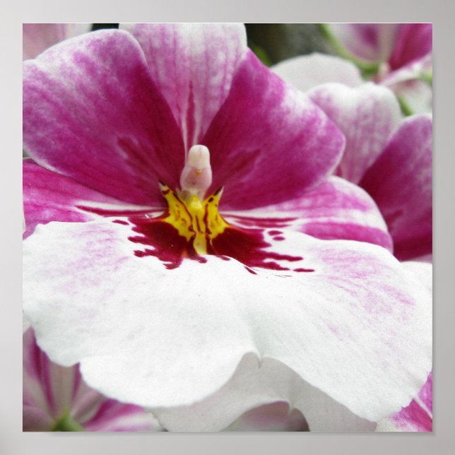 AFFICHE ORCHIDÉE (Devant)