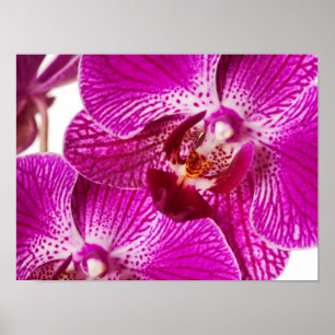 Affiche Orchidée à Dendrobium rose chaud - Arrière - plan 