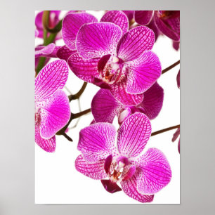 Affiche Orchidée à Dendrobium rose chaud - Arrière - plan