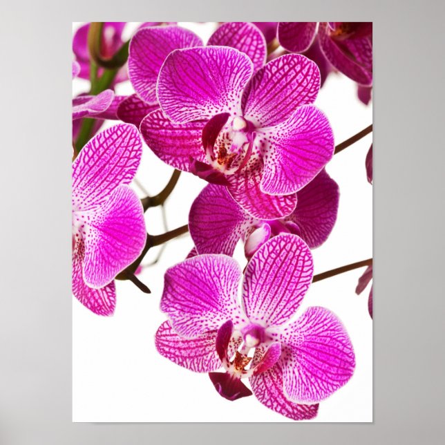 Affiche Orchidée à Dendrobium rose chaud - Arrière - plan  (Devant)