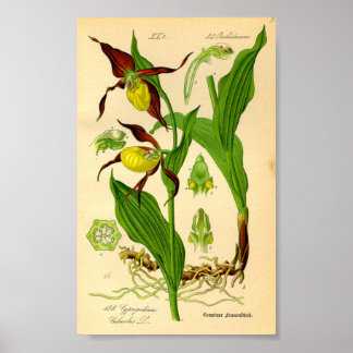Affiche Orchidée à lèvres (Cypripedium calceolus)