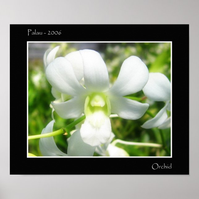 Affiche Orchidée blanche (Devant)