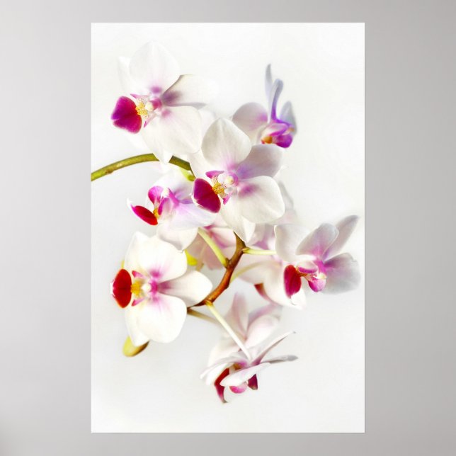 Affiche Orchidée blanche (Devant)