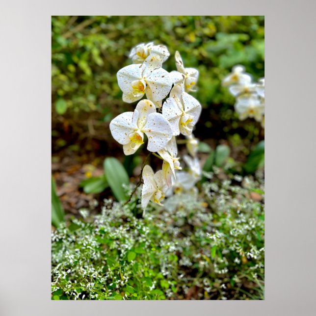 Affiche Orchidée blanche (Devant)