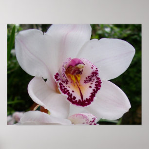 Affiche Orchidée Blanche I Belle Fleur Tropicale