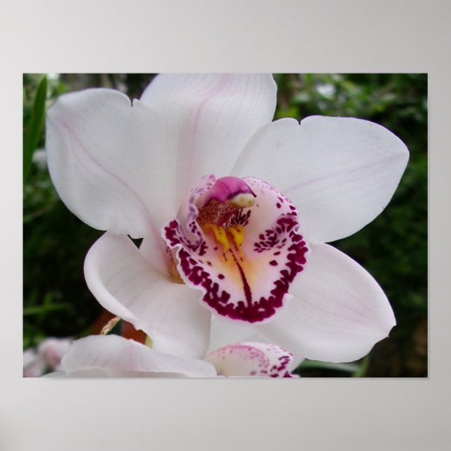 Affiche Orchidée Blanche I Belle Fleur Tropicale (Devant)