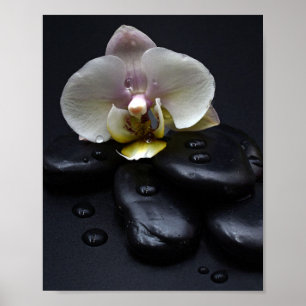 Affiche Orchidée Blanche Sur Pierres Noires