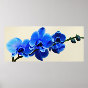 Affiche Orchidée bleue