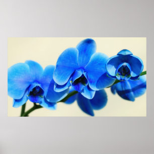Affiche Orchidée bleue