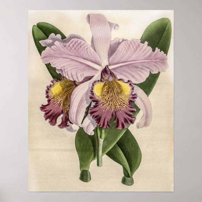 Affiche Orchidée Cattleya Hardyana  (Devant)