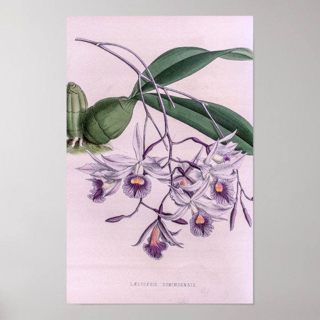 Affiche Orchidée de Laeliopsis Domingensis (Devant)