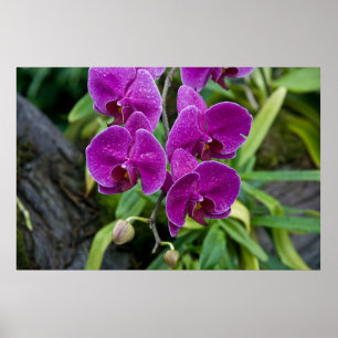 Affiche Orchidée de Phalaenopsis pourpre
