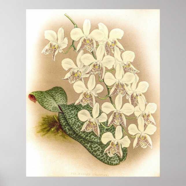 Affiche Orchidée de Phalaenopsis stuartiana (Devant)