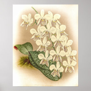 Affiche Orchidée de Phalaenopsis stuartiana