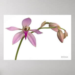 Affiche Orchidée de pourpre de Lavendar