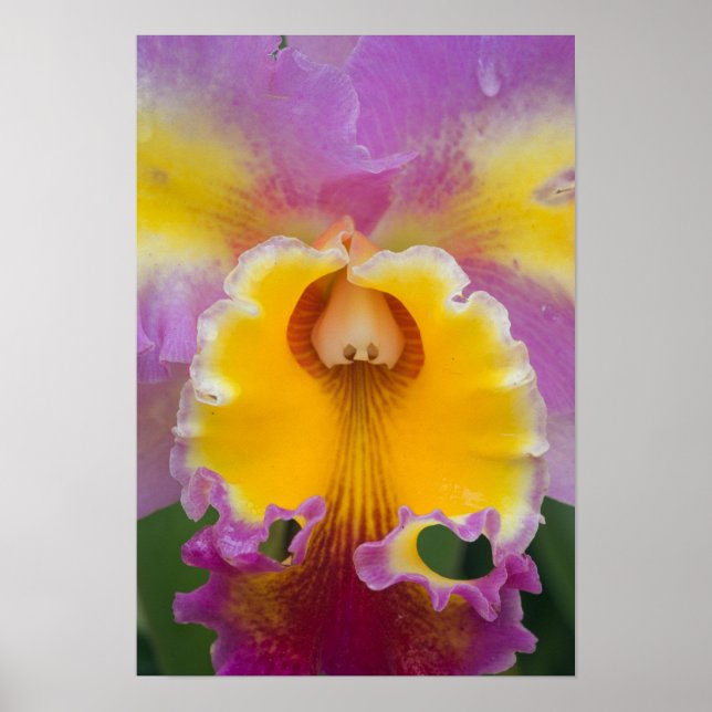 Affiche Orchidée hybride, Floride (Devant)