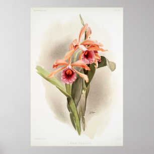 Affiche Orchidée illustrée