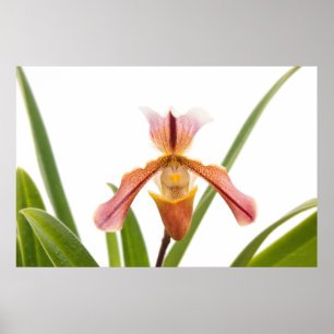 Affiche Orchidée - La sandale va-t-elle tenir