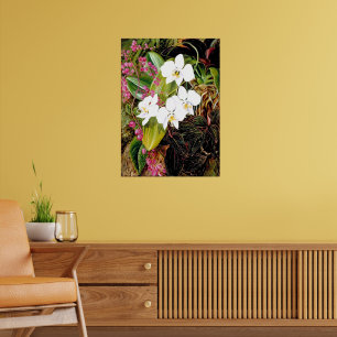 Affiche Orchidée papillon malaise et grimpeur américain