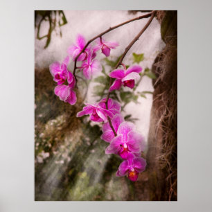 Affiche Orchidée - Passion Tropicale