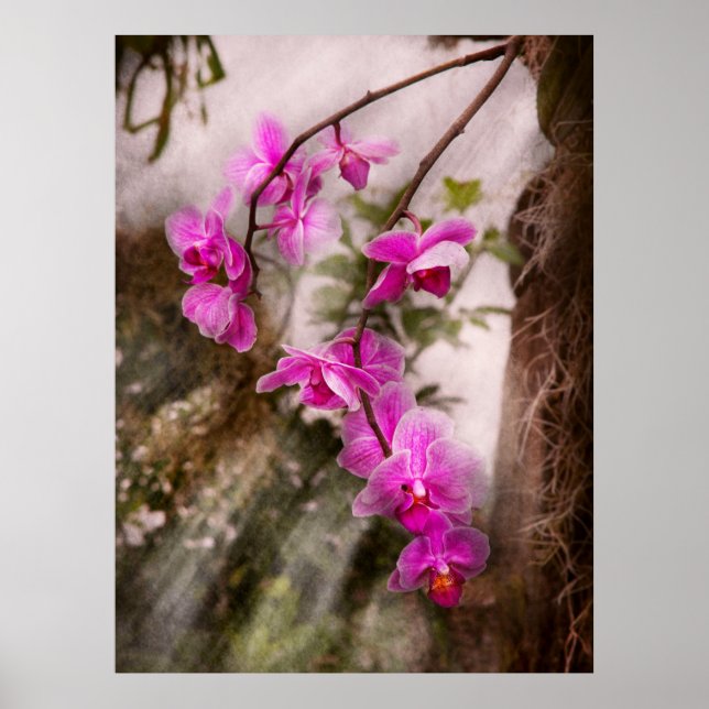 Affiche Orchidée - Passion Tropicale (Devant)