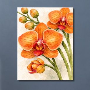 Affiche Orchidée Phalaenopsis Orange Botanique